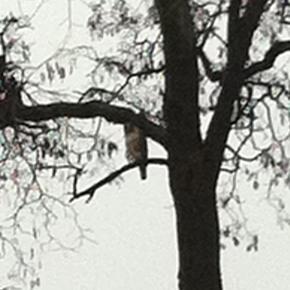 Spotting Image 1