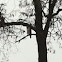 Red tailed hawk