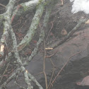 Winter Wren