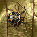 Stink bug nymph