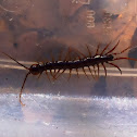 Garden Centipede