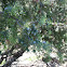 Prickly Juniper