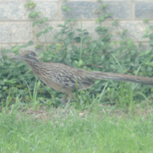 Road Runner Project Noah