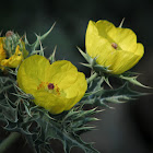 Argemone mexicana