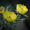 Argemone mexicana
