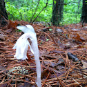 Indian peace pipe