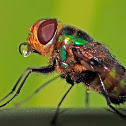 a big fly