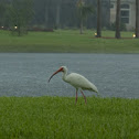 American White Ibis