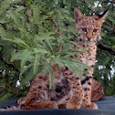 Bobcat