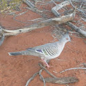 Crested Pigeon