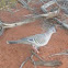 Crested Pigeon