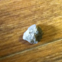 Rock