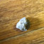 Rock