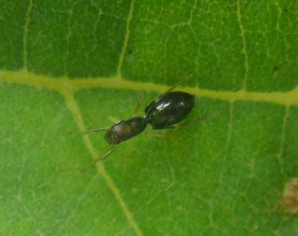 Spotting Image 1