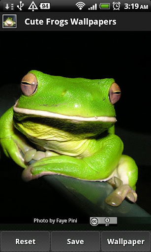 【免費媒體與影片App】Cute Frog Wallpapers-APP點子