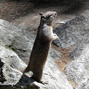 California ground squirrel