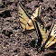 Two-tailed Swallowtail