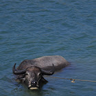 Carabao