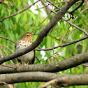 Swainson's Thrush