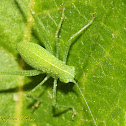 Angle-winged Katydid Nymph