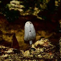 Ink-cap