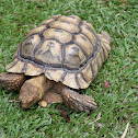 African Spurred Tortoise