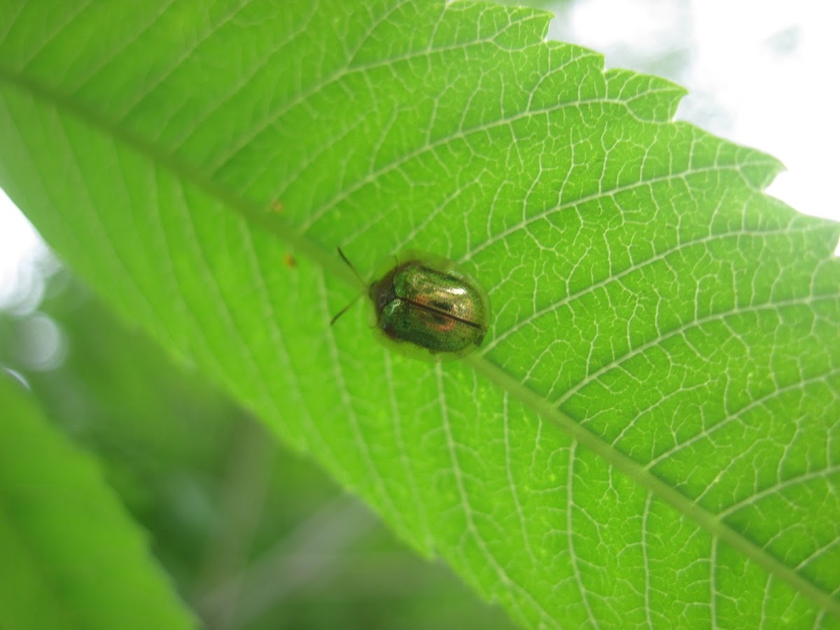 Golden Tortoise Beetle