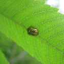 Golden Tortoise Beetle