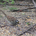 White-throated Sparrow