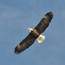 Raptors of North America