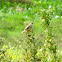 Zitting Cisticola