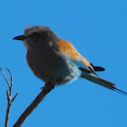 Lilac-breasted Roller