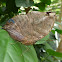 Indian leafwing