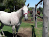 Hermosa Yegua Tordilla P Caballo