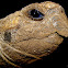 Tortuga de tierra