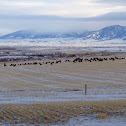 Elk