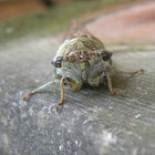 Green Cicada