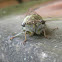 Green Cicada