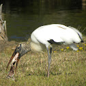 Wood Stork