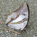 Blue Nawab Butterfly