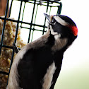 Downy Woodpecker