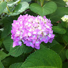 Hydrangea