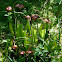 Pitcher plant