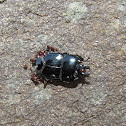 Clown Beetle