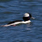 Bufflehead