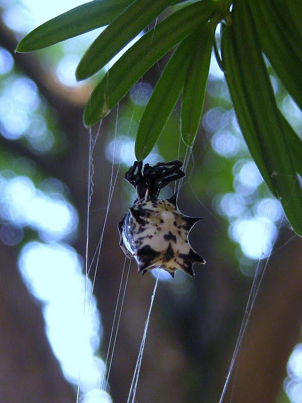 Spined Micrathena
