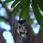 Spined Micrathena