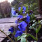 Pulmonaria 