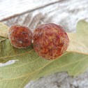 Oak Gall
