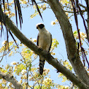 halcón guaco - guaicurú - laughing falcon